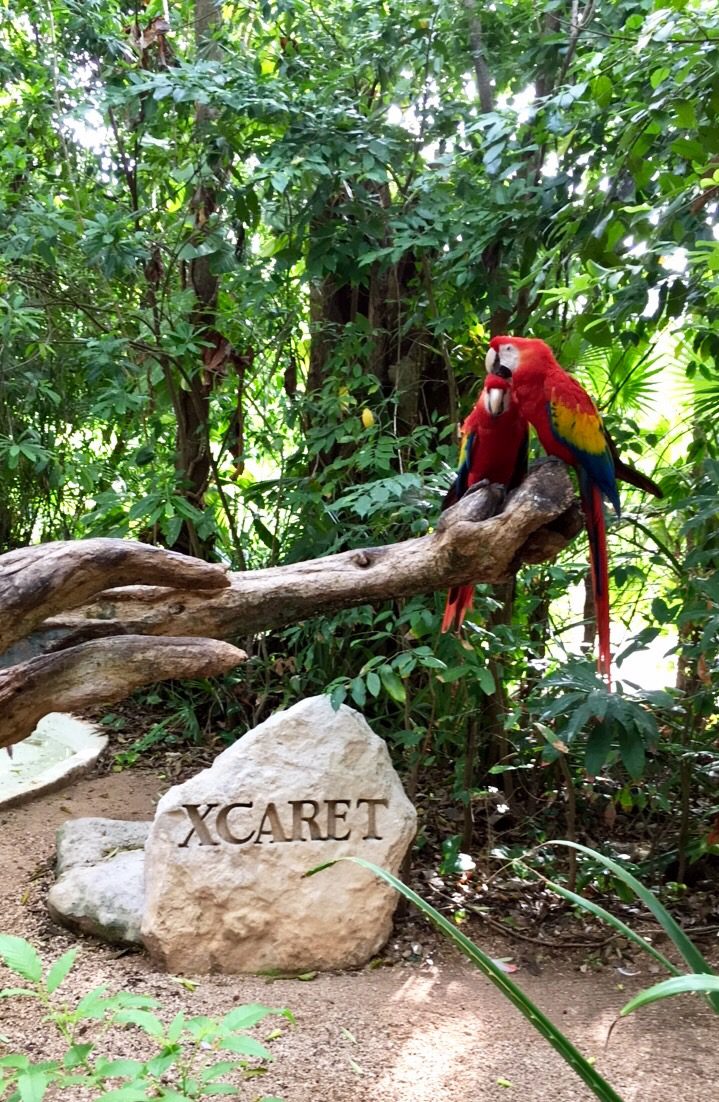 I recently visited Xcaret Park in Mexico to witness a Sacred Mayan Journey where hundreds of oarsmen travel to Cozumel to seek the Blessings of a Goddess